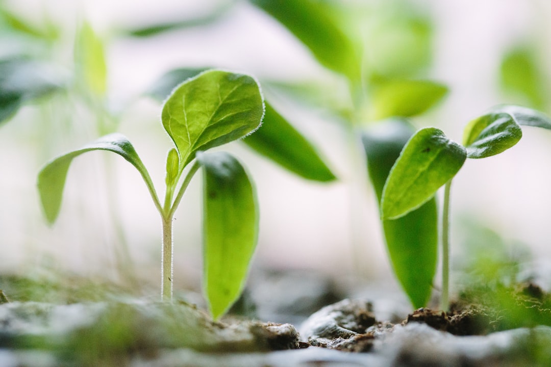 Photo sustainability