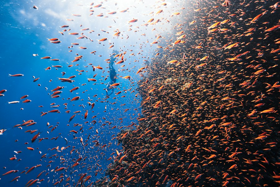 ecosystem
