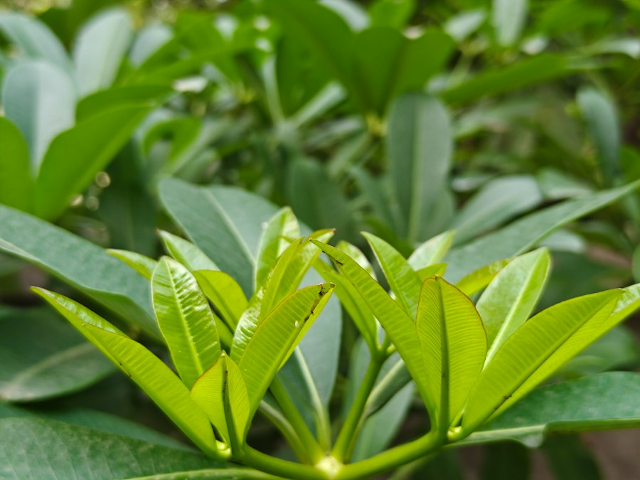 Photo organic growth