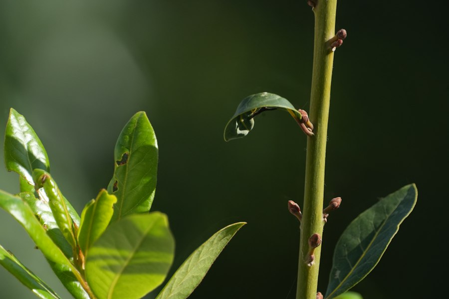 organic growth
